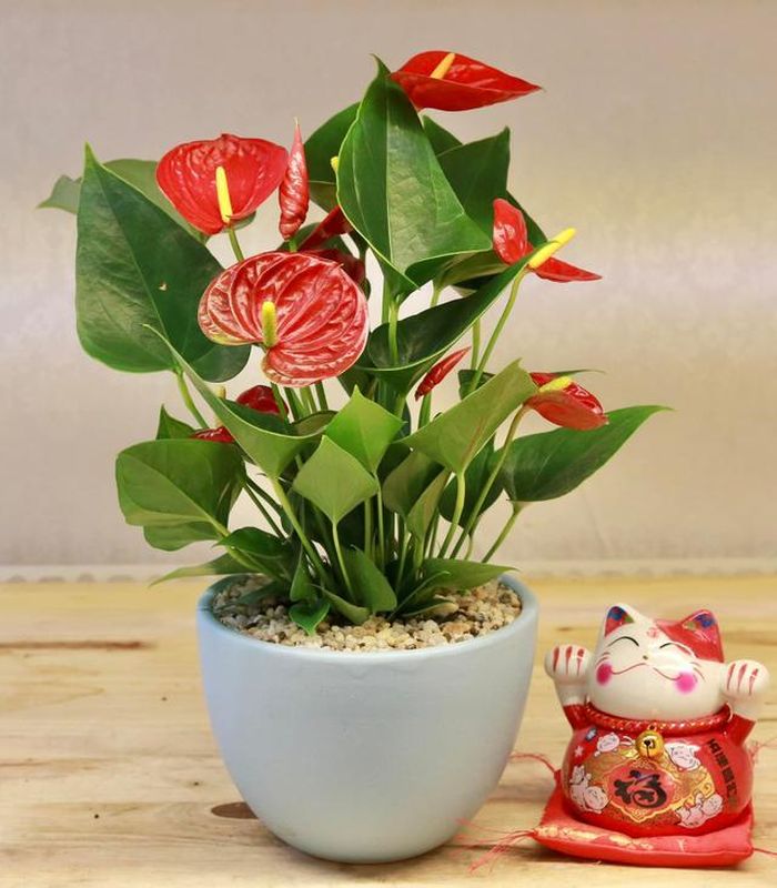 Cây hồng môn là sự lựa chọn hoàn hảo cho người mệnh Hỏa.