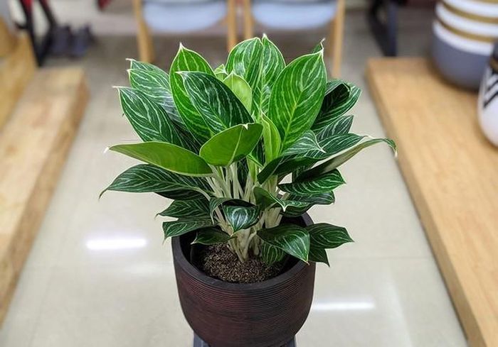 Cây bạch mã hoàng tử này với lá màu xanh viền trắng cùng với màu trắng của thân cây, là chậu cây phù hợp dùng làm cây để bàn làm việc và trang trí văn phòng cho người tuổi 1971.