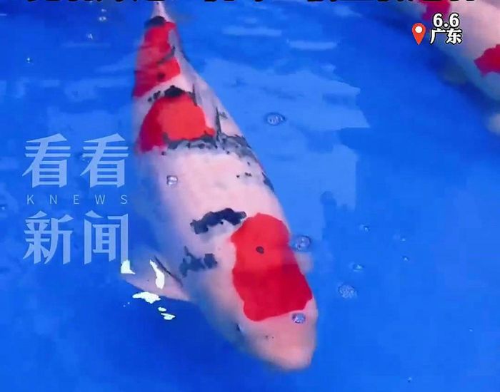 Con cá 15,5 tỷ đồng
