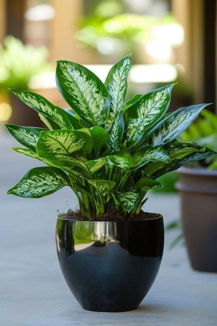 Người tuổi Ất Dậu mệnh Thủy có thể mua cây phát tài, cây lưỡi hổ, cây ngọc ngân, cây lộc nhung, cây vạn tuế, cay sung, các dòng cây tùng…