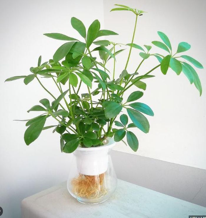 Lựa chọn cây cho người mệnh Thổ các bạn cũng nên chú ý lựa chọn các loại cây có đặc tính đặc trưng như ưa nước ưa sáng.