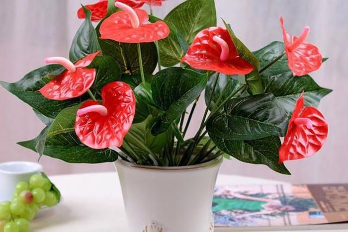 Theo quan niệm phong thủy, người mang mệnh Hỏa rất hợp với màu đỏ, cam (lửa cháy) và xanh lá (theo Ngũ hành tương sinh thì Mộc sinh Hỏa).