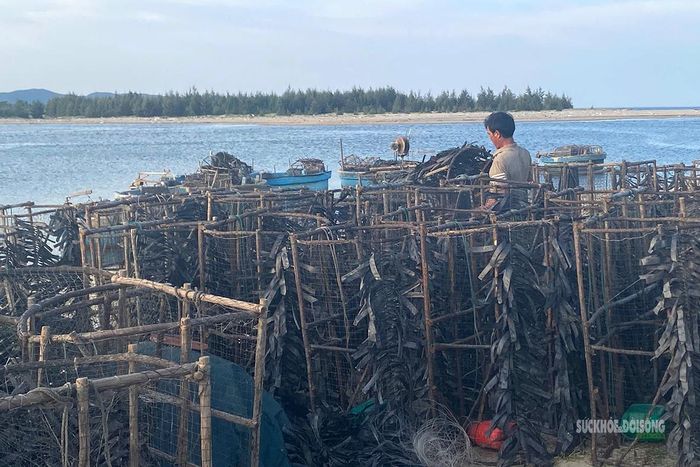 Ngư dân kiểm tra Bóng trên thúng trước khi tiếp tục thả xuống bãi đánh mực.
