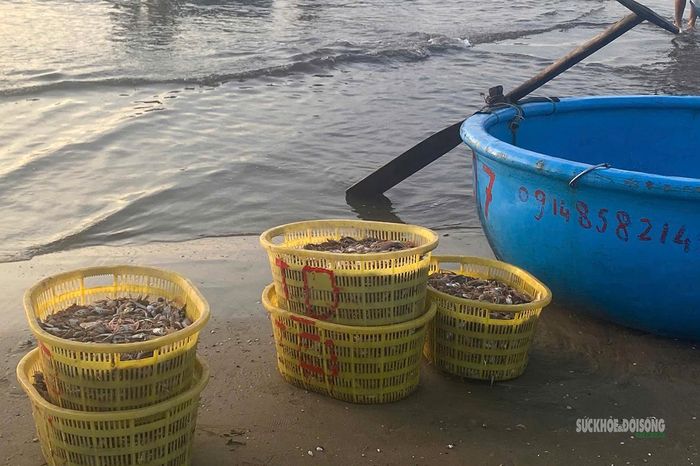 Mực sau khi được thu từ các lồng Bóng, cho vào giỏ mang vào bờ tiêu thụ.