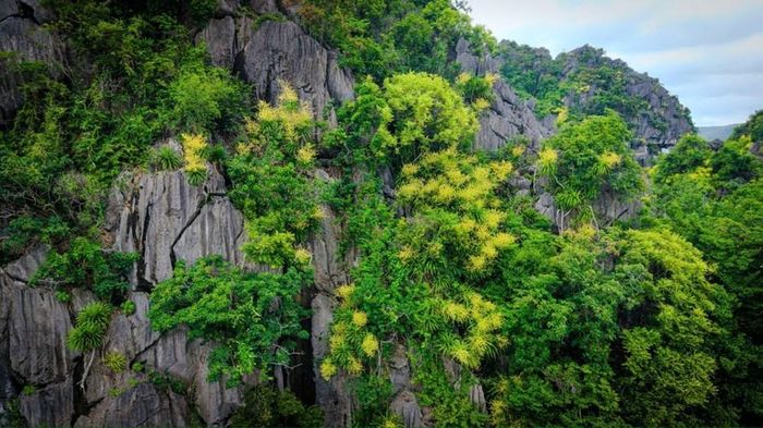 Hoa phát tài làm đắm say nhiều du khách khi được ngắm nhìn từ trên vách núi. Ảnh: Thanh Tùng