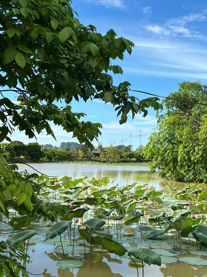 Khung cảnh bình yên nhìn từ cửa sổ mỗi sáng ngủ dây ở Gió Núi farmstay