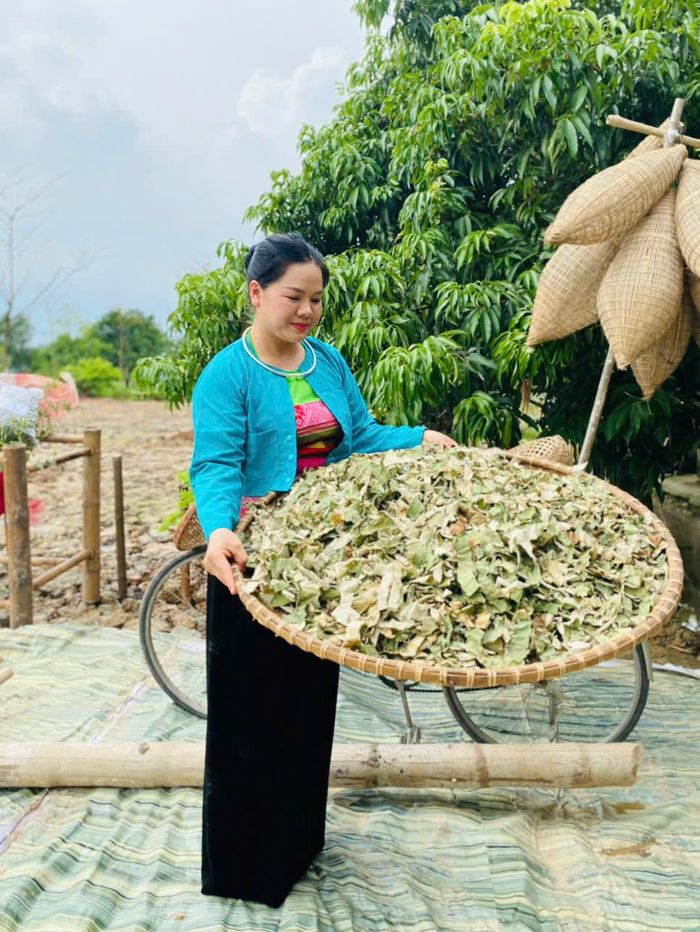 Chị Yến bên sào lá sen được hái ở ao nhà mình. Lá sen ở đây chỉ cần phơi khô 3 nắng là dùng được.