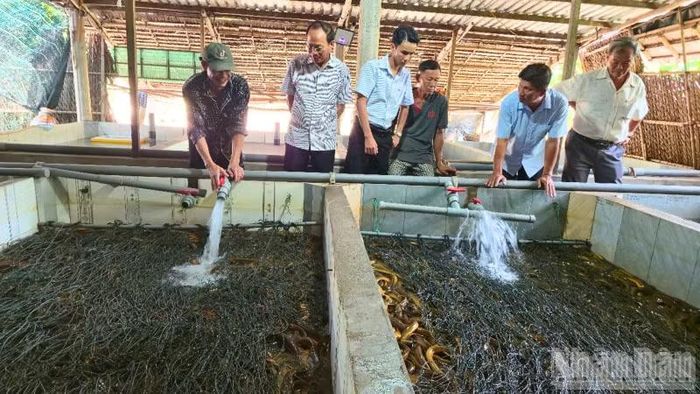 Nhiều hộ nuôi đang phải gồng gánh chi phí hàng triệu đồng mỗi ngày.
