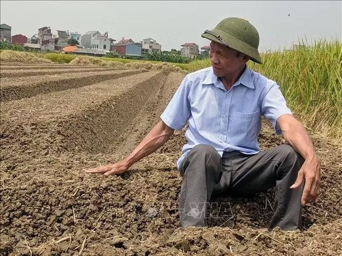 Nhà khoa học nông dân Nguyễn Văn Chế. Ảnh: TTXVN.