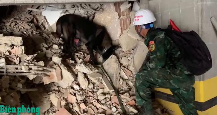 Cán bộ, huấn luyện viên Trường Trung cấp 24 Biên phòng triển khai chó nghiệp vụ tìm kiếm nạn nhân tại khu vực chịu ảnh hưởng nặng nề bởi động đất ở Venezuela. Ảnh: Quốc Hương
