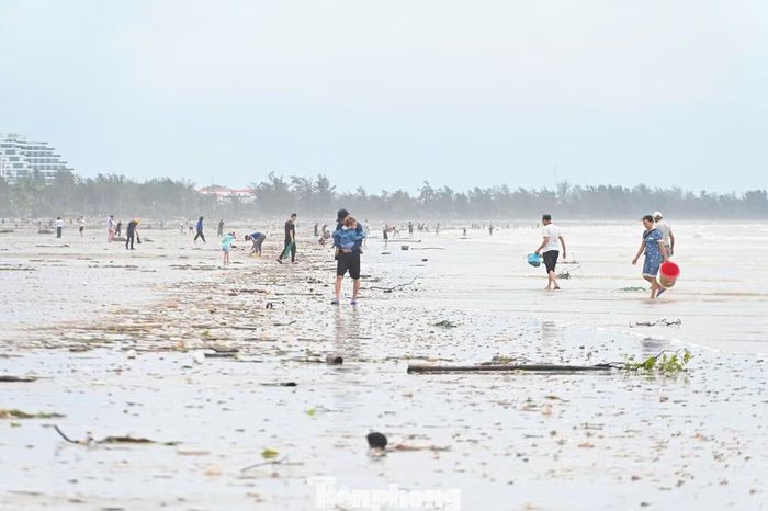 Mặc dù chịu thiệt hại không nhỏ do bão số 1 gây ra, 2 ngày nay, người dân khu vực Móng Cái cũ vẫn dành thời gian để đi nhặt ngao, ốc, sò bị sóng đánh dạt lên bờ biển.