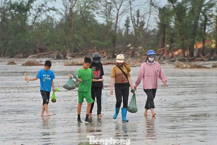 "Sau khi dọn dẹp nhà cửa, vườn tược sau bão, gia đình tôi tranh thủ ra biển nhặt ốc vừa để ăn và để bán kiếm thêm chút tiền trang trải cuộc sống", Chị Hoa, ngư dân phường Móng Cái 1 nói.