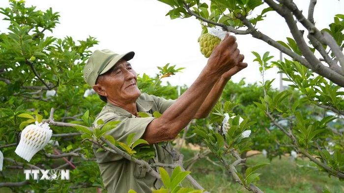 Nông dân chăm sóc vườn na được trồng ứng dụng công nghệ ca. (Ảnh: Minh Phú/TTXVN)