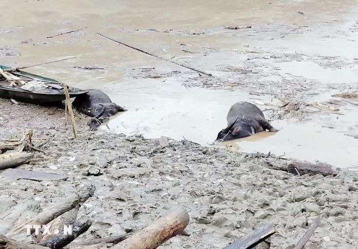 Tài sản của người dân xã Lê Lợi (Lai Châu) bị mưa lũ cuốn trôi. (Ảnh: TTXVN phát)
