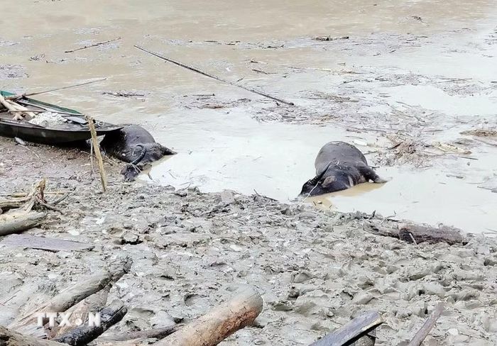 Tài sản của người dân xã Lê Lợi (Lai Châu) bị mưa lũ cuốn trôi. (Ảnh: TTXVN phát)