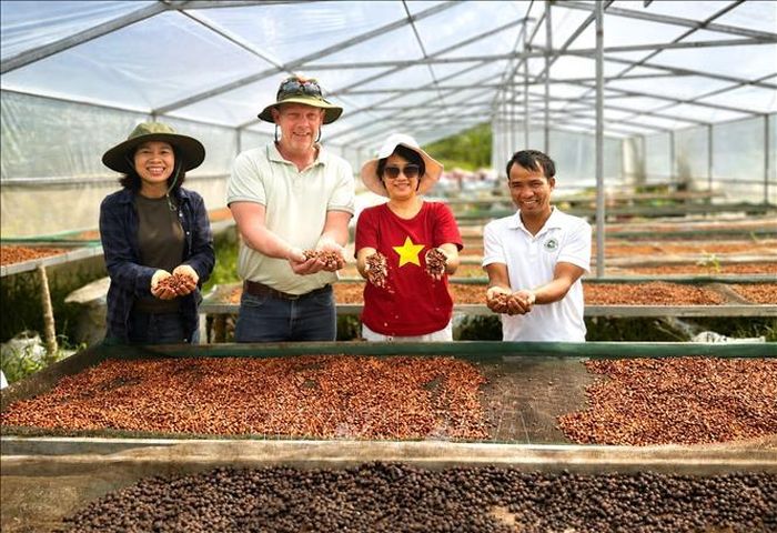 Chuyên gia Harro Boekhold chia sẻ: Khe Sanh không cần trở thành bản sao của bất kỳ vùng cà phê nổi tiếng nào trên thế giới; giá trị của vùng đất này nằm ở câu chuyện về con người, hạt cà phê và hành trình từ chiến tranh đến hòa bình. Ảnh: TTXVN phát