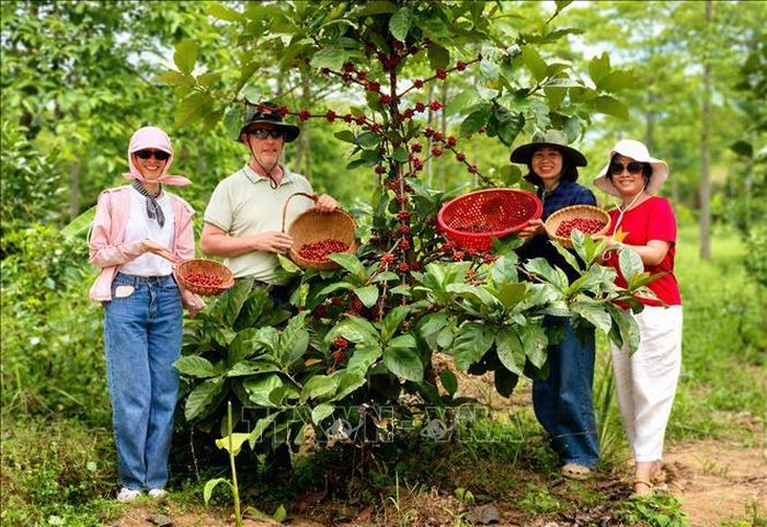 Chuyên gia Harro Boekhold chia sẻ: Khe Sanh từng được thế giới biết đến bởi chiến tranh, nhưng hôm nay vùng đất này đang viết nên câu chuyện mới về hòa bình, sự hồi sinh và phát triển từ cây cà phê. Ảnh: Nguyên Linh/TTXVN