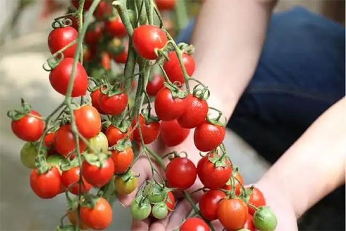 Cà chua không chỉ là loại thực phẩm quen thuộc trong bữa ăn hằng ngày mà còn được xem là "kho dinh dưỡng tự nhiên" nhờ chứa nhiều vitamin và khoáng chất. Ảnh minh họa.