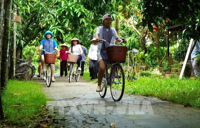 Du khách đạp xe tham quan cung đường xoài ở xã Mỹ Thọ, tỉnh Đồng Tháp. Ảnh: Nhựt An - TTXVN