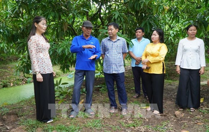 Du khách nghe ông Trần Phú Hậu (thứ 2, từ trái sang) giới thiệu về mô hình canh tác xoài theo hướng hữu cơ. Ảnh: Nhựt An - TTXVN
