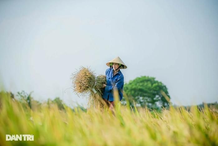 Đời sống của bà con xứ Nghệ gắn bó với đồng ruộng. Ảnh: Dân Trí