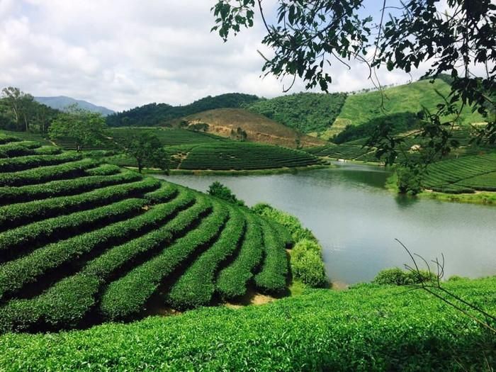 Cảnh đẹp đồi chè Thanh Chương.