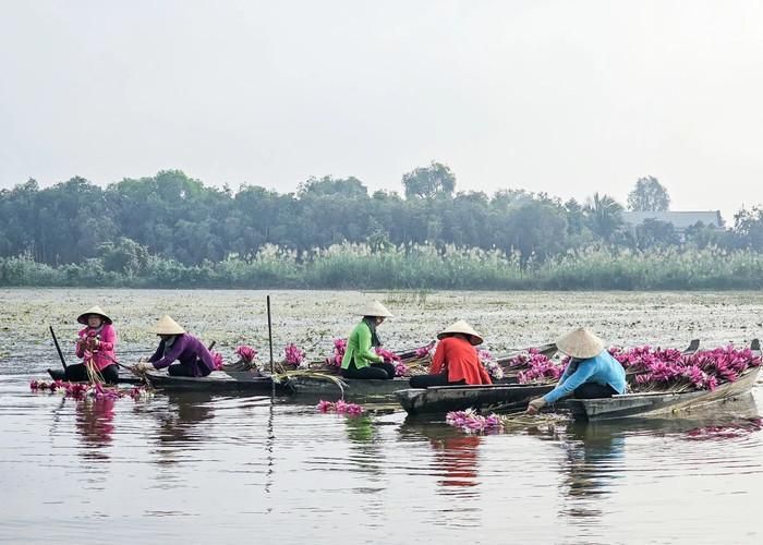 Mùa nước nổi ở Đồng Tháp. Ảnh: báo Long An