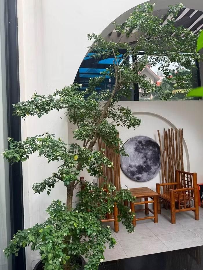 Người đẹp cũng đặc biệt yêu thích trồng cây bông lài trong nhà với mùi hương thơm nức. Bên cạnh đó là bộ bàn ghế uống trà tạo nên một góc nhỏ bình yên để thư giãn và tận hưởng nhịp sống chậm giữa thiên nhiên
