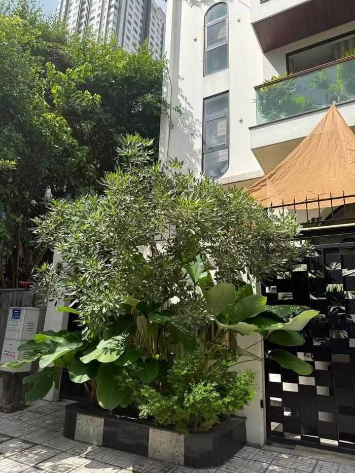 Từ những hình ảnh cô chia sẻ, có thể thấy căn nhà của Vân Trang nổi bật với không gian rộng rãi, xanh mát và tràn ngập cây cối, mang lại cảm giác gần gũi với thiên nhiên ngay giữa lòng thành phố