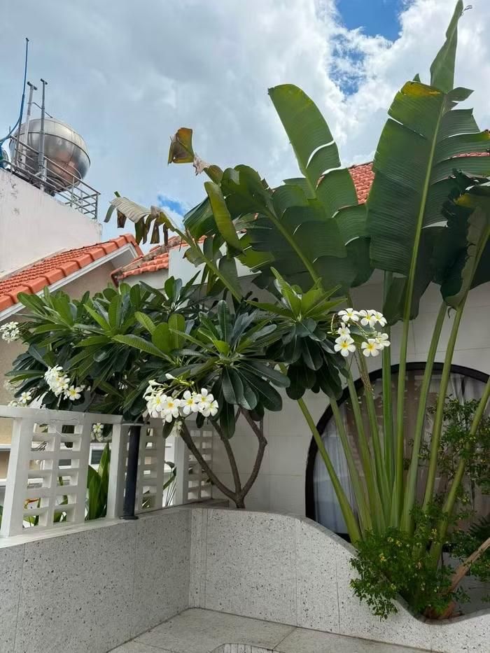 Biệt thự của nữ nghệ sĩ cũng có cây sứ trắng. Cô yêu thích loài cây này vì lá dày, hoa thơm ngào ngạt và vẻ đẹp bền bỉ qua nhiều mùa nắng mưa. Sau nhiều năm gắn bó với việc chăm sóc cây, cô vui vẻ ví mình như “kỹ sư nông nghiệp”, khi dần tích lũy được kinh nghiệm về từng mùa, từng loại thuốc và cách chăm sóc phù hợp để giữ cho cây luôn xanh tốt, nở hoa đúng thời điểm