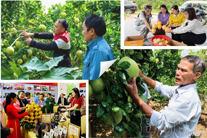 Bưởi da xanh và vú sữa Hoàng Kim, 2 loại cây ăn quả được xã Mường Ảng tập trung mở rộng diện tích.
