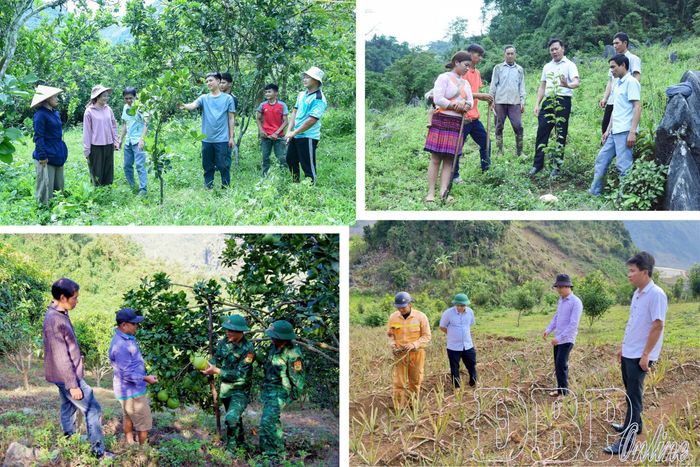 Cây ăn quả được nhiều địa phương khuyến khích người dân mở rộng diện tích.