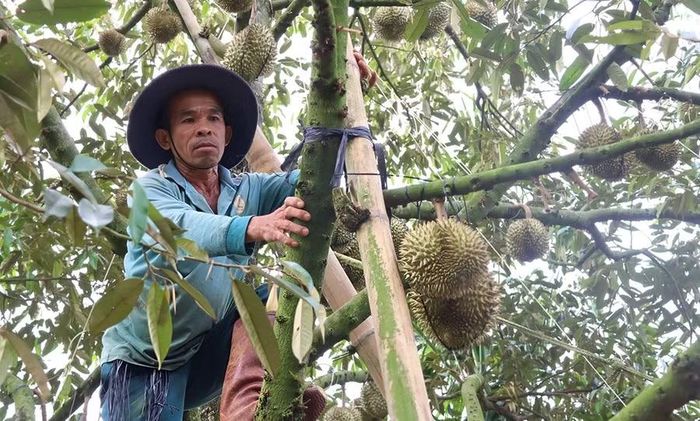  Ông Nguyễn Tấn Lục (thôn 4, xã Ia Ko) chủ động gia cố vườn sầu riêng của gia đình trước mùa mưa. Ảnh: P.N 