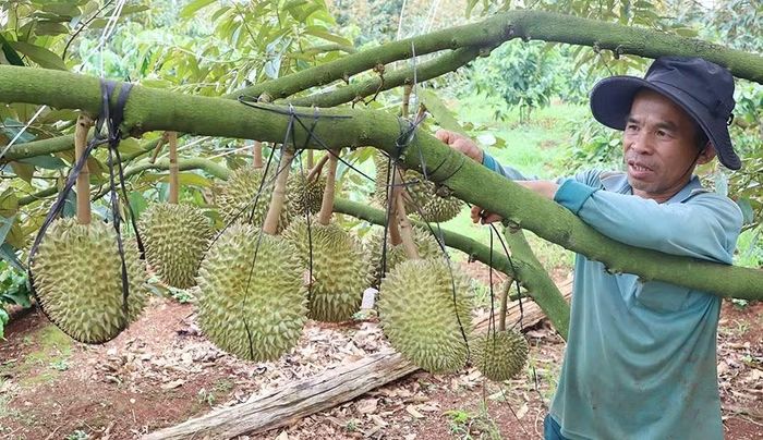  Ông Nguyễn Tấn Lục (thôn 4, xã Ia Ko) buộc dây neo và cố định những quả có trọng lượng lớn nhằm hạn chế rụng khi gặp mưa to, gió mạnh. Ảnh: P.N 
