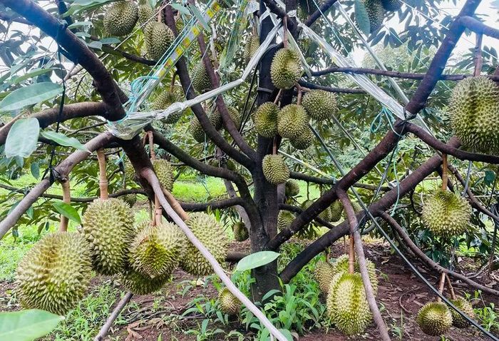  Nhiều nhà vườn buộc dây cố định những quả nhằm hạn chế rụng khi gặp gió mạnh. Ảnh: M.P 