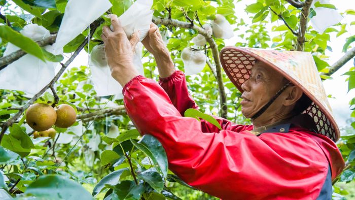 Cây lê đang mang lại nguồn thu đáng kể cho các hộ trồng.