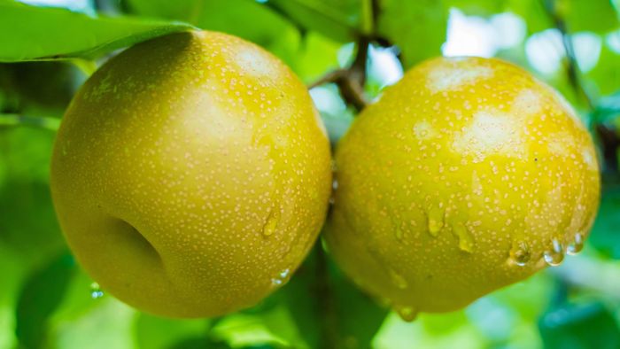 Nhờ chăm sóc đúng kỹ thuật nên quả lê ngọt, mẫu mã đẹp.