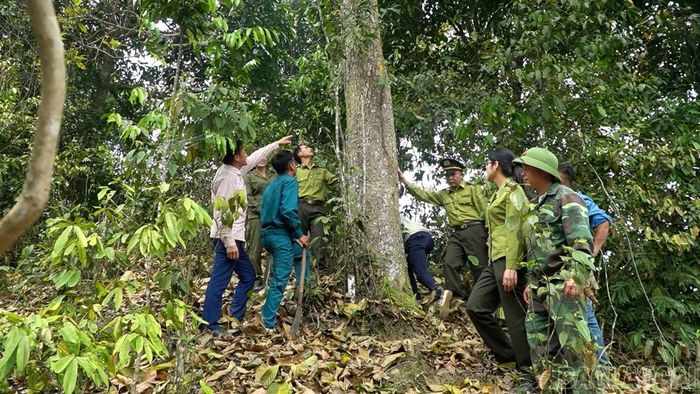 Lực lượng kiểm lâm khu vực Nghĩa Lộ phối hợp với các Tổ xung kích bảo vệ rừng xã Trạm Tấu kiểm tra công tác phòng chống cháy rừng.