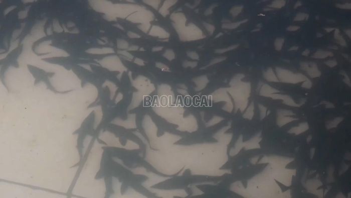 Cá tầm cần nhiều kỹ thuật để chăm sóc.