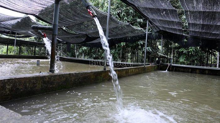 Xã Việt Hồng có tiềm năng phát triển mô hình nuôi cá tầm nhờ những dòng nước lạnh quanh năm.