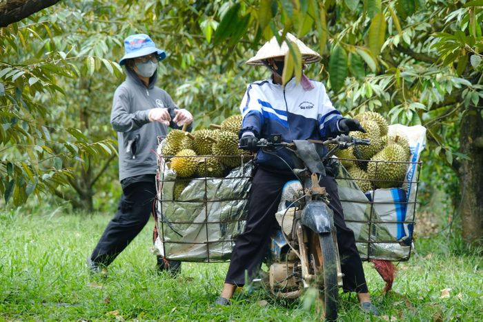 Đối với các vườn sầu riêng trên các rẫy cao, nông dân vận chuyển bằng xe máy từ vườn ra điểm tập kết thu mua