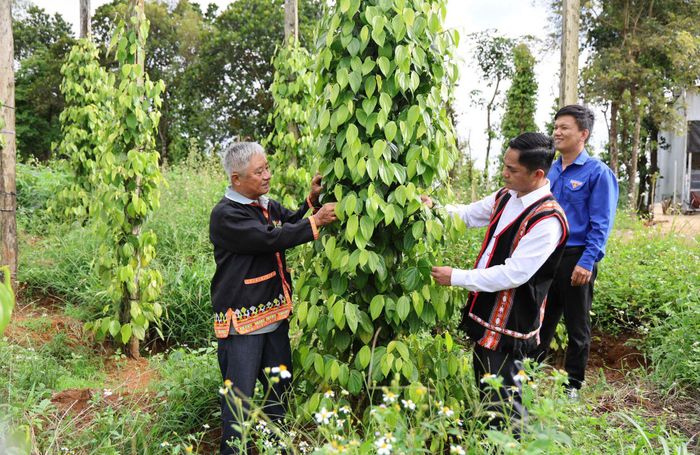 Tuy Đức đẩy mạnh phát triển nông nghiệp, hỗ trợ người dân phát triển kinh tế, xóa đói giảm nghèo