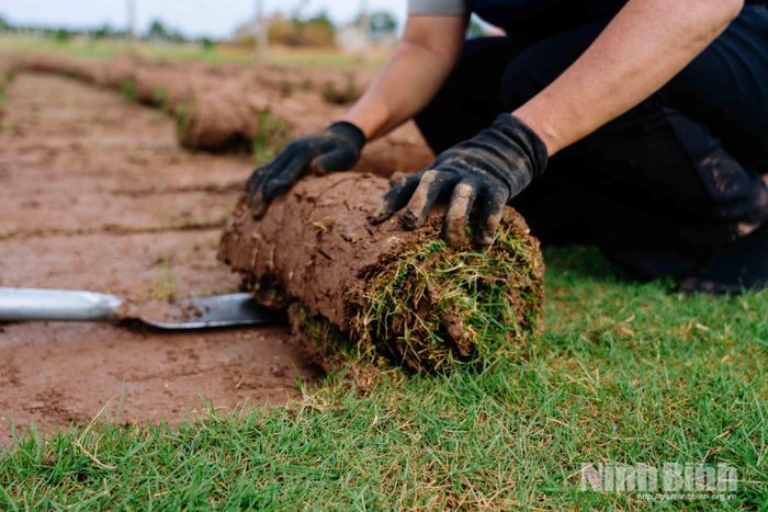Giá bán cỏ nhung Nhật hiện dao động từ 18.000 - 30.000 đồng/m², tùy chất lượng và thời điểm.