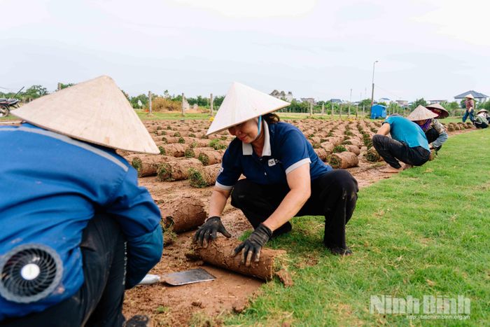 Người dân thu hoạch cỏ nhung Nhật trên cánh đồng chuyên canh.