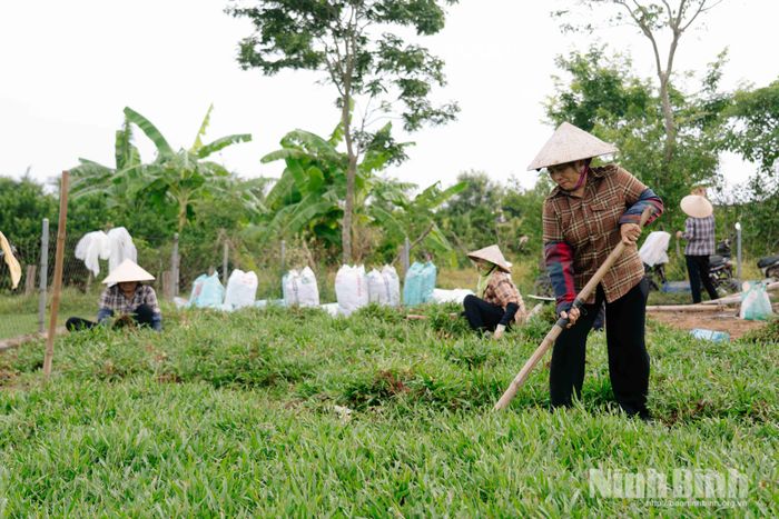 Các tổ thu hoạch hoạt động nhịp nhàng trong mùa cắt cỏ.