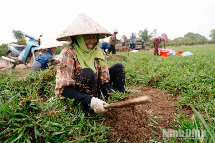 Cỏ lá tre được nhiều hộ dân lựa chọn để đa dạng hóa sản phẩm.