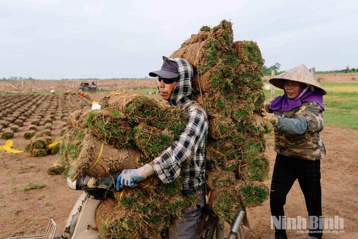 Sản phẩm cỏ nhung Nhật của xã Nam Hồng phục vụ thi công cảnh quan tại nhiều công trình.