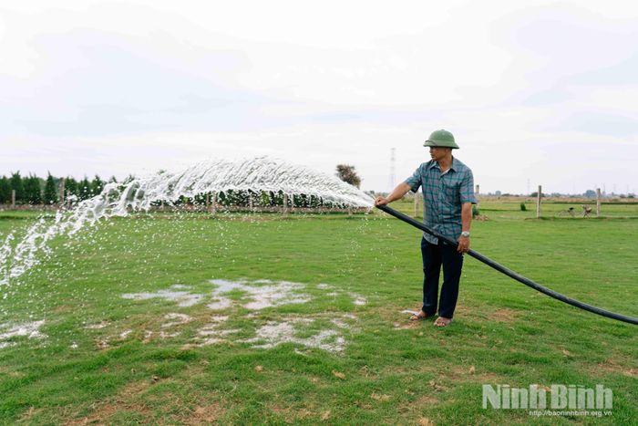 Người dân khai thác hiệu quả vùng đất bãi bằng nghề trồng cỏ cảnh.
