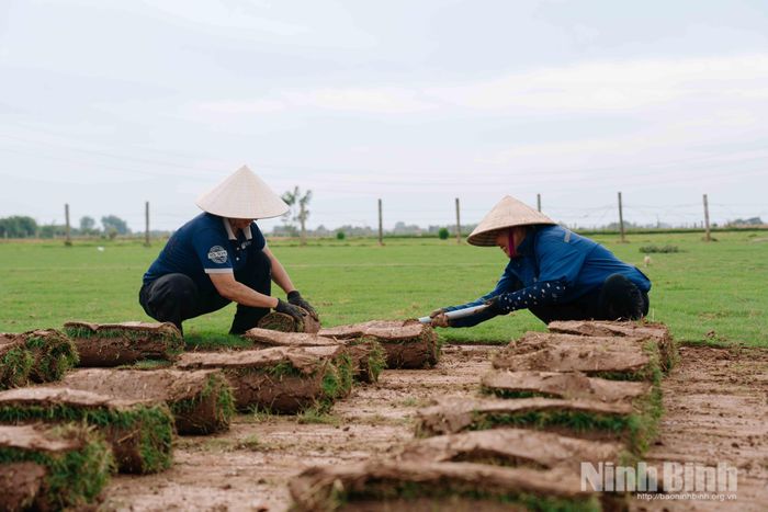 Nghề trồng cỏ cảnh mang lại giá trị kinh tế cao hơn nhiều loại cây trồng truyền thống.
