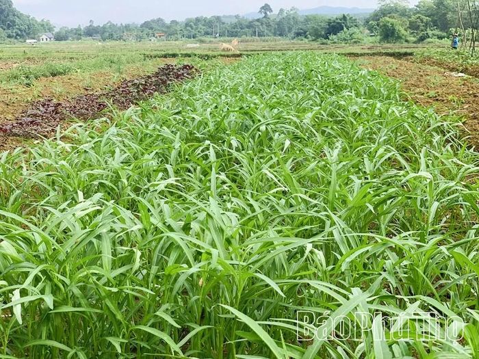 Vườn rau sạch cung cấp nguồn thực phẩm sạch, an toàn cho bữa ăn hằng ngày của các gia đình và du khách.